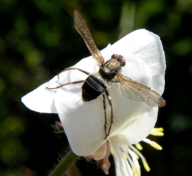 Diptera da id.